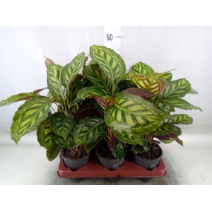 Calathea   ...