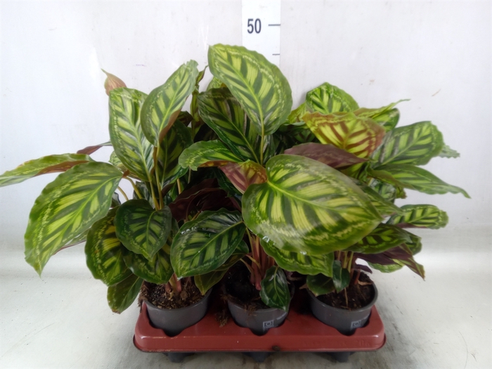 <h4>Calathea   ...</h4>