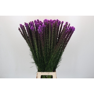 Liatris Callilepis