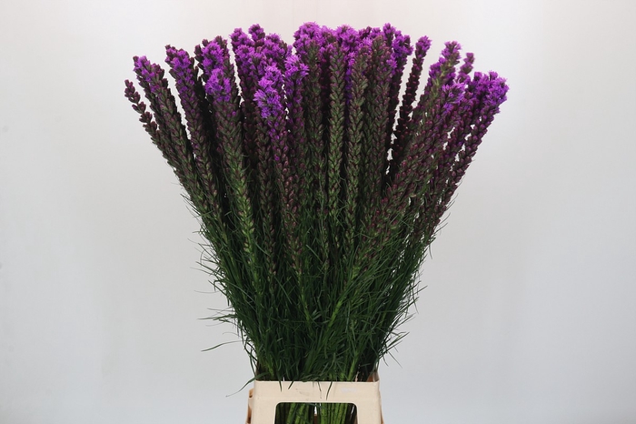 <h4>Liatris Callilepis</h4>