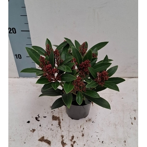Rubella 10,5cm 10+ bloem