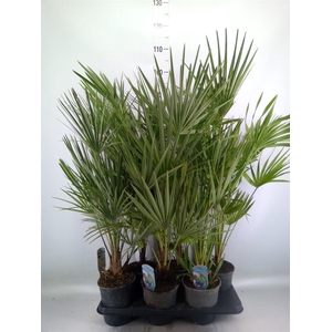 Chamaerops humilis