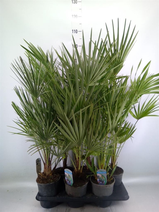 <h4>Chamaerops humilis</h4>