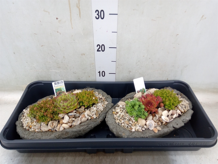 <h4>Arr.   Tuinplanten L%</h4>