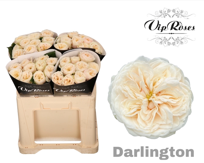 <h4>R GR DARLINGTON x40</h4>