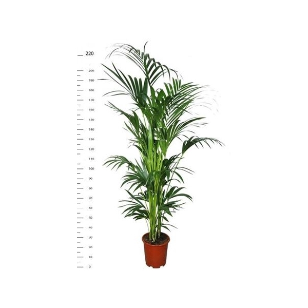 <h4>Howea Forsteriana 10pp</h4>