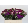 Dianthus Br Gemengd