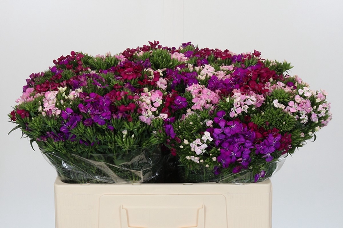 Dianthus Br Gemengd