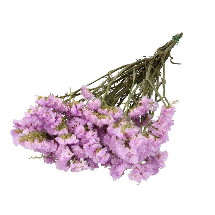 <h4>Droogbloem Limonium statice 70cm</h4>