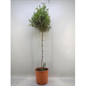 Olea europaea