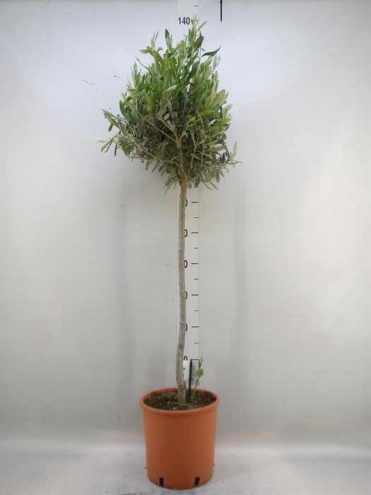 <h4>Olea europaea</h4>