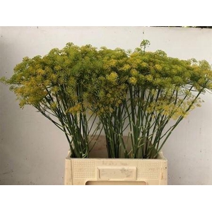 ANET GRAVEOLENS