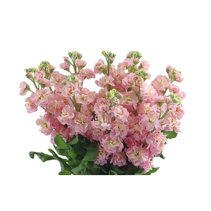 Matthiola Stox Champagne Extra