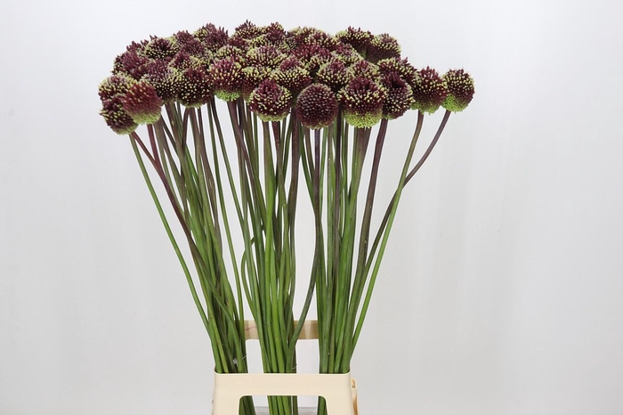 <h4>Allium Red Mohican</h4>