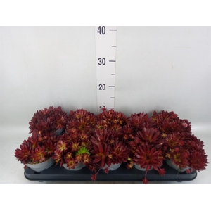 Sempervivum   ...