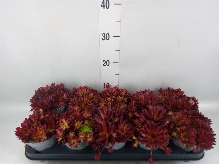 <h4>Sempervivum   ...</h4>