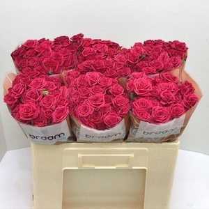 Rosa TR 'Quincy' BRAAM