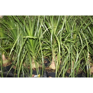 BEAUCARNEA P17