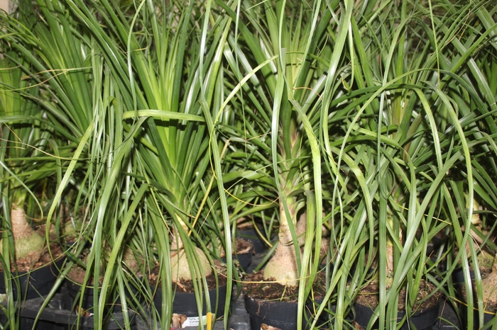 <h4>BEAUCARNEA P17</h4>