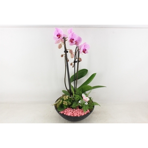 arr2 PL - Ebbischaal x2 phal. roze