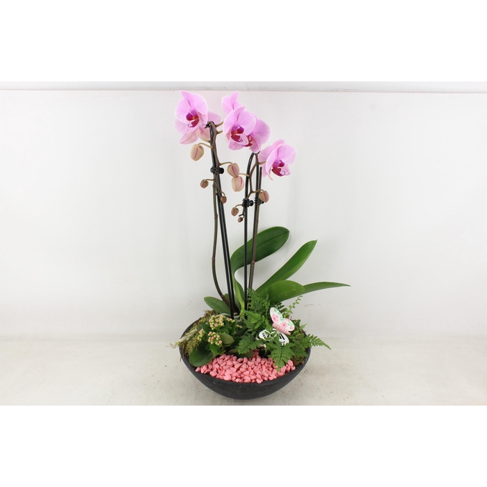 <h4>Arr2 Pl - Ebbischaal X2 Phal. Roze</h4>