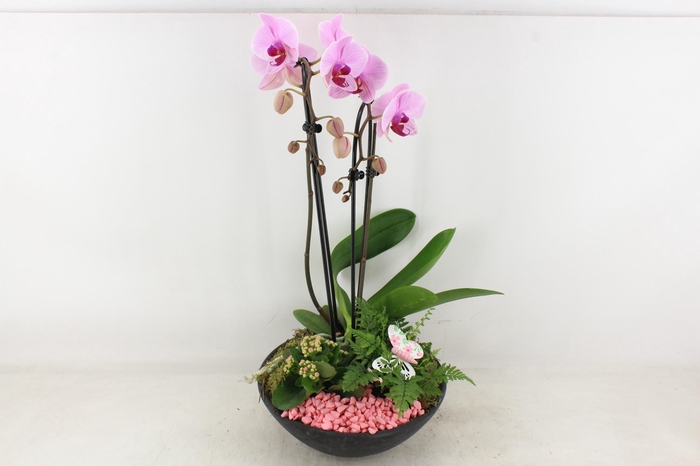 <h4>arr2 PL - Ebbischaal x2 phal. roze</h4>