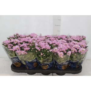 CRISANTEMO MINI P11 ROSA