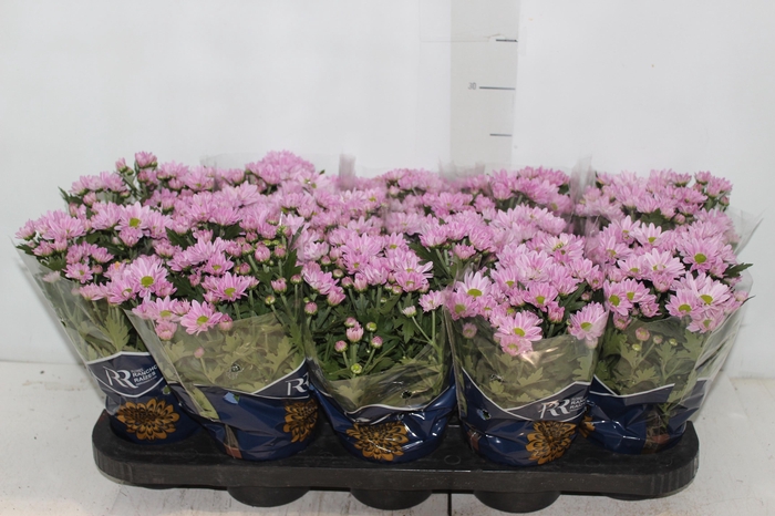 <h4>CRISANTEMO MINI P11 ROSA</h4>