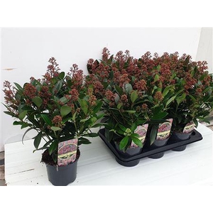Skimmia Jap. Rubella 16+