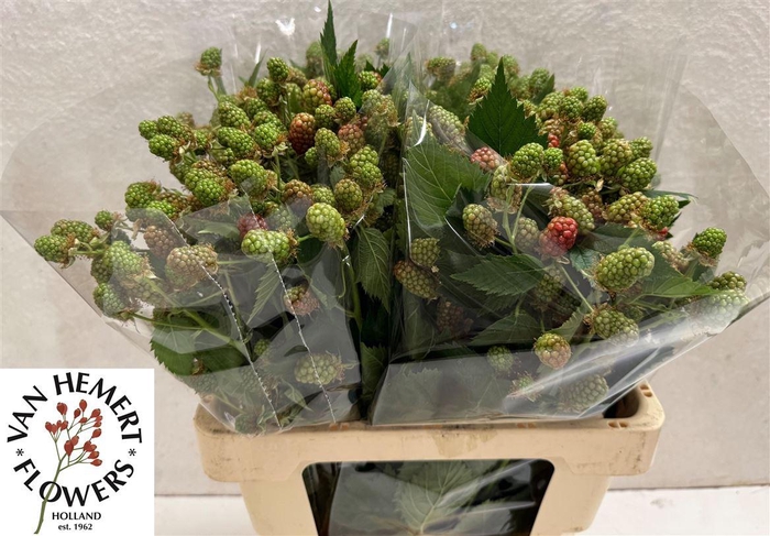 <h4>Rubus Fr Chester</h4>