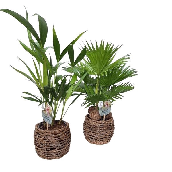 <h4>Mixcc Palmen 2 soorten in Caryota mand</h4>