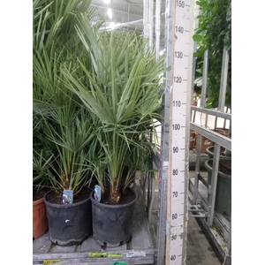 Chamaerops humilis