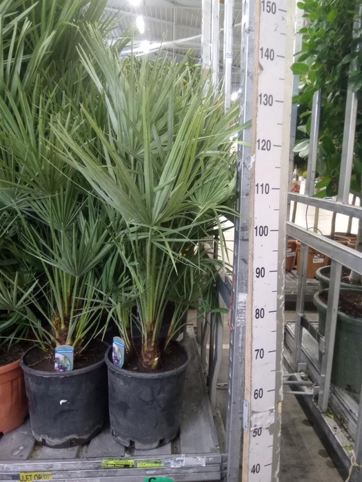 <h4>Chamaerops humilis</h4>