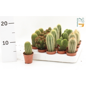 CACTUS GEM