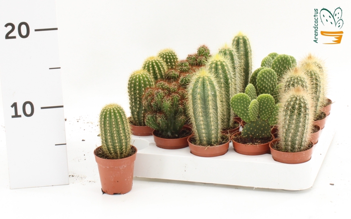 <h4>CACTUS GEM</h4>