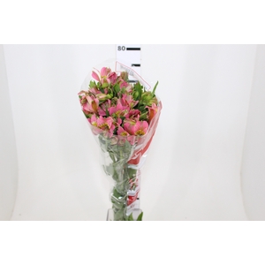 ALSTROEMERIA MODENA 080 CM