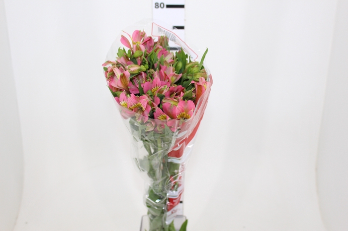 ALSTROEMERIA MODENA 080 CM