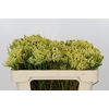 Kaaps Groen Berzelia Yellow