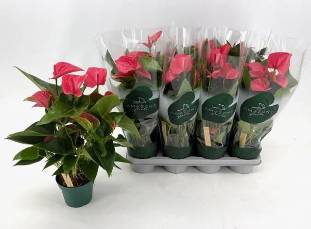 <h4>ANTHU AN MELITO</h4>