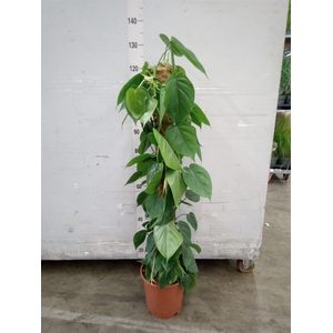 Philodendron scand.
