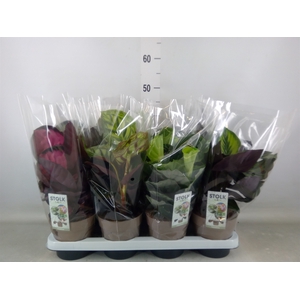Calathea   ...mix 4