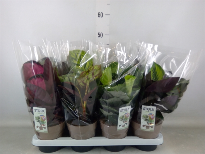 <h4>Calathea   ...mix 4</h4>