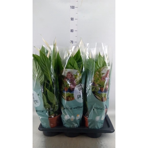 Spathiphyllum  'Vivaldi'