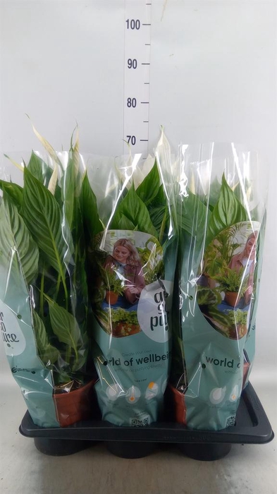 <h4>Spathiphyllum  'Vivaldi'</h4>