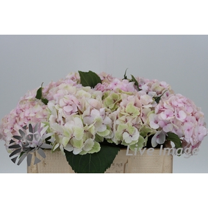 Hydrangea pastel pink light