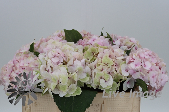 <h4>Hydrangea pastel pink light</h4>