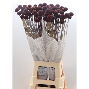 Cras Klb Bordaux Rood