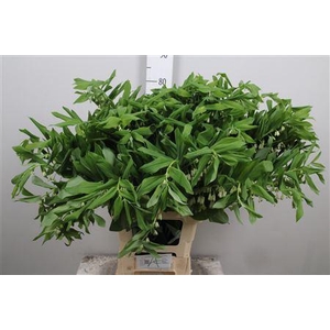 Polygonatum Multiflo