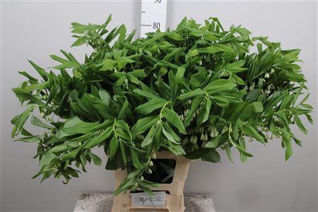 <h4>Polygonatum Multiflo</h4>