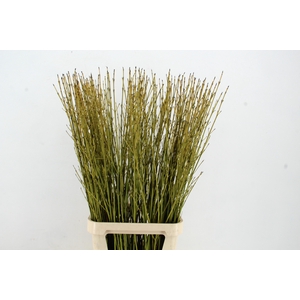 CORNUS FLAVIRAMEA GEEL 120CM